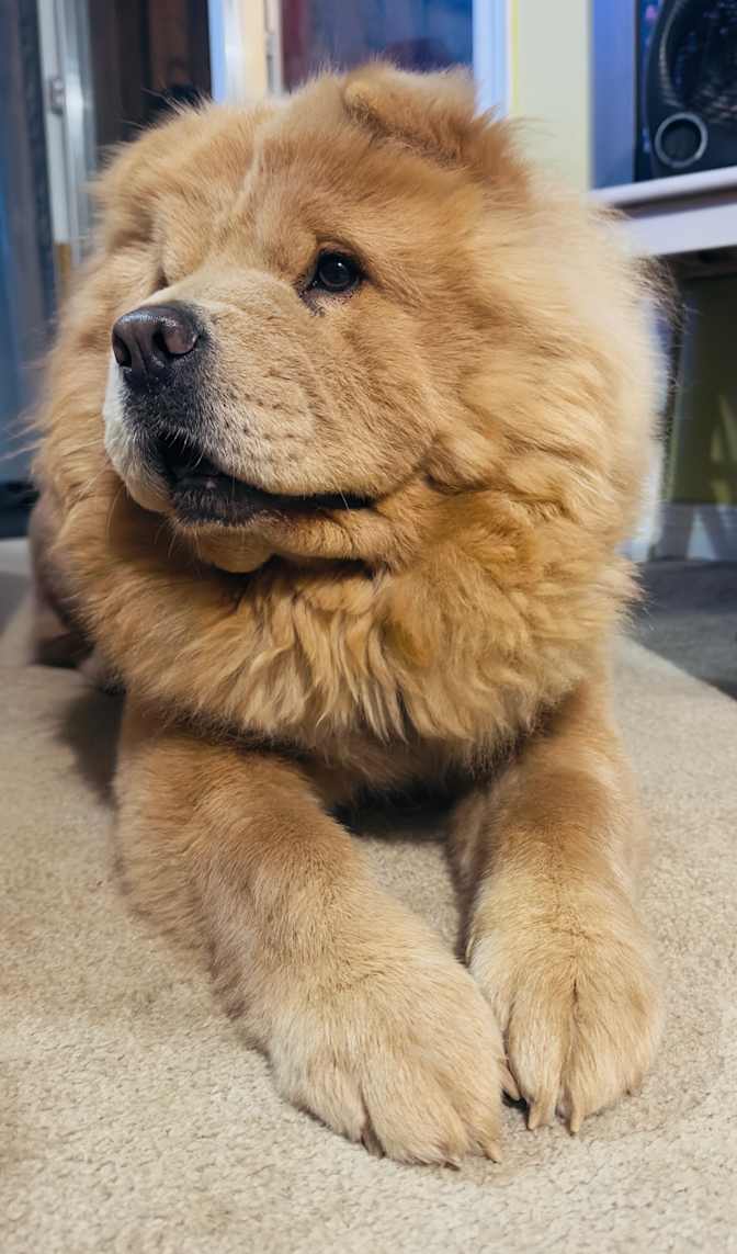 Chantal Audet's room