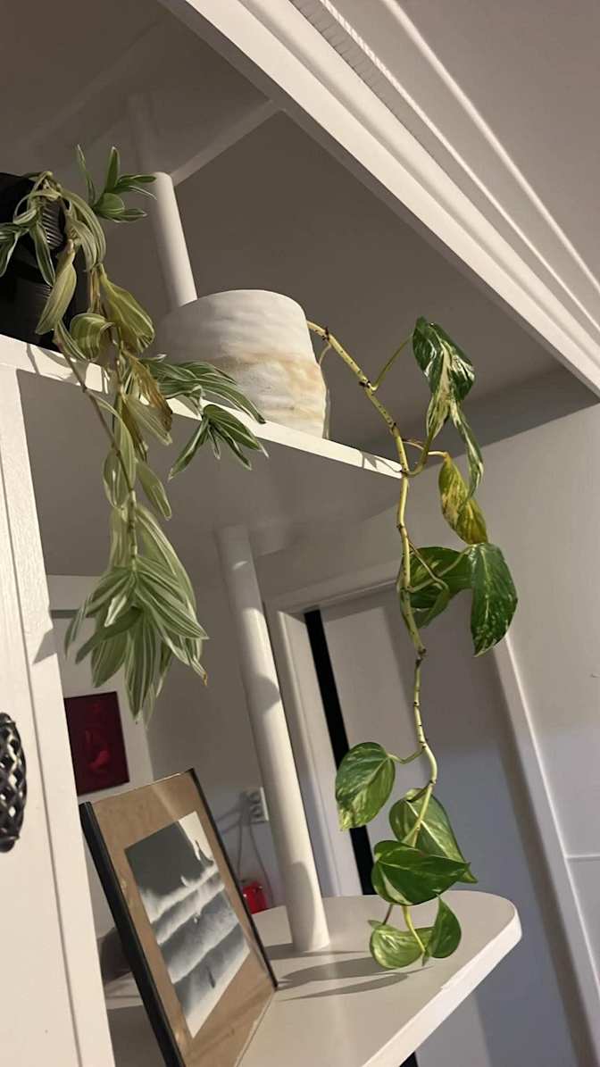 Louis's room