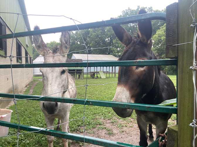 Mary-Anne Molzan's room