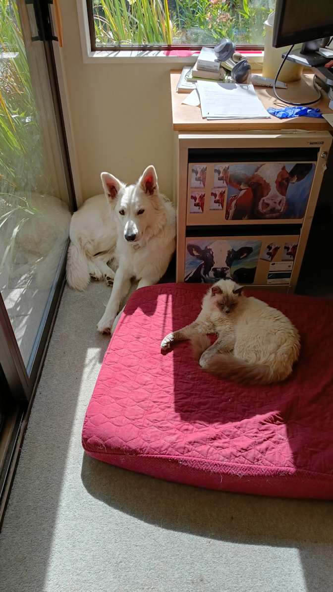 Evelien's room