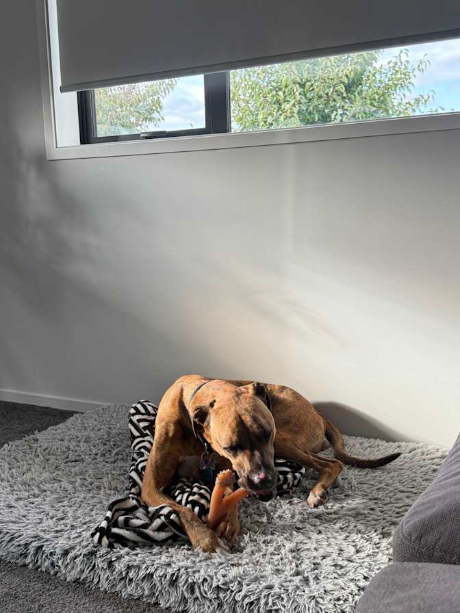 Charne Strijdom's room