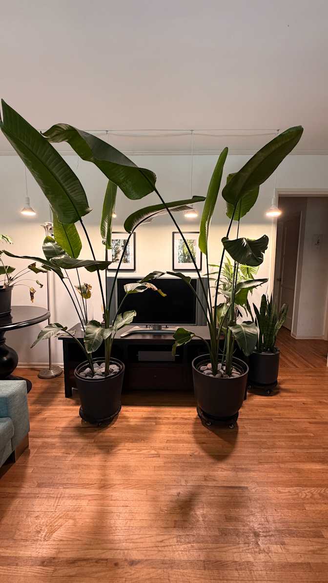 Brad's room