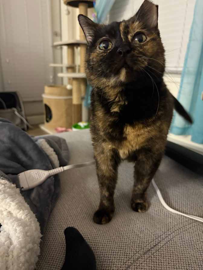 Rosie
