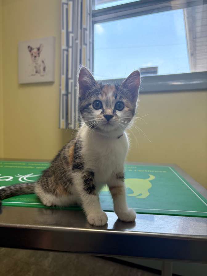 Margie DeMille's room