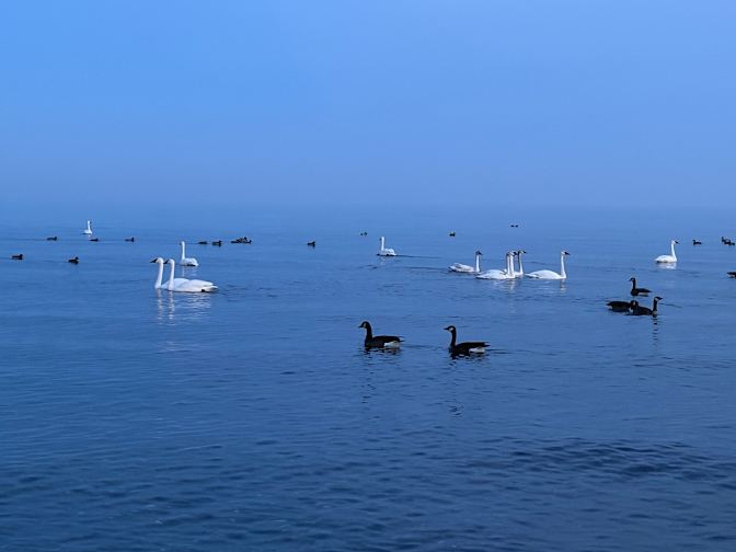 Xiao Xia Zhang's room