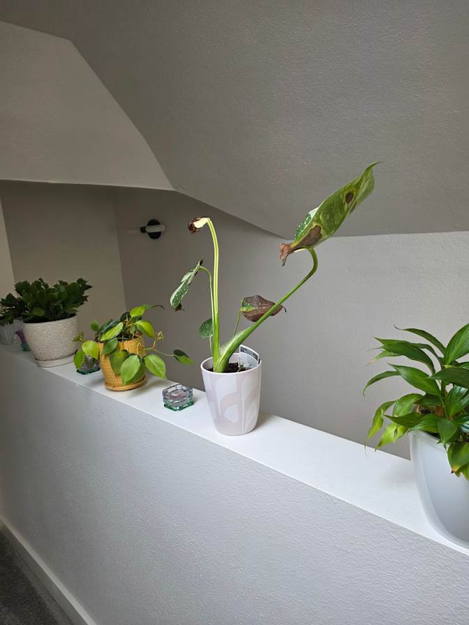 Dinaran's room