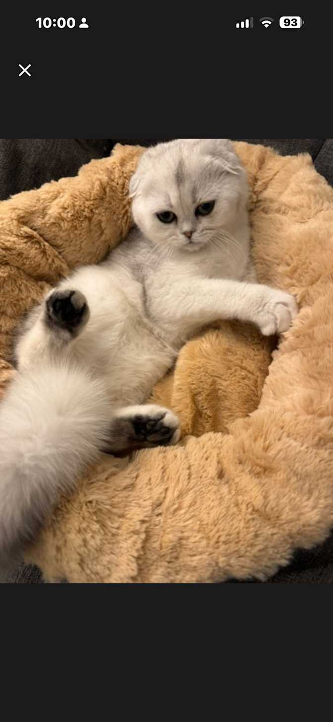 Chantal Audet's room