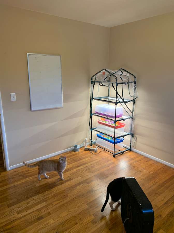 Kinsley's room