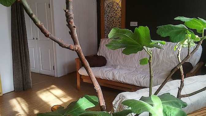 Elle's room