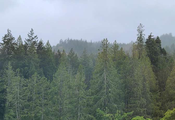 Vancouver Island View's room