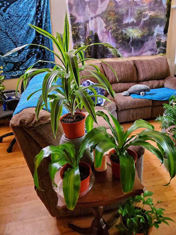 Cindi's room
