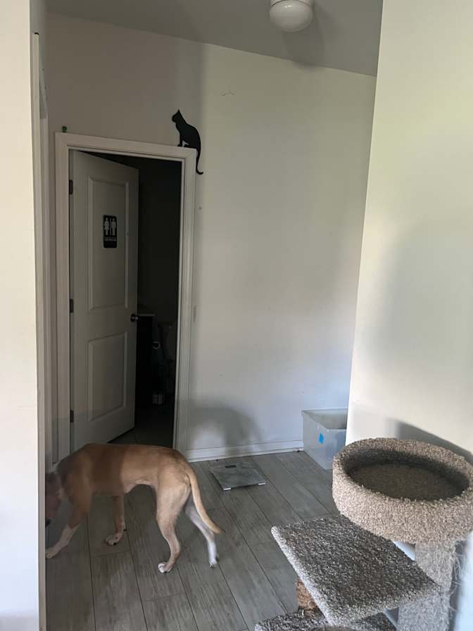 Liz's room