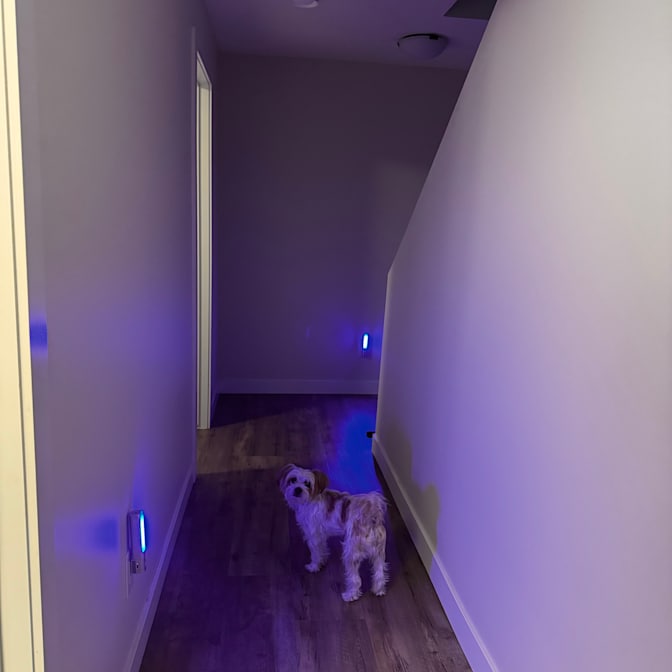 Timea's room