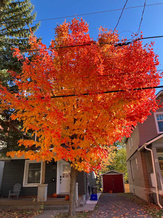 Priscilla Ferrazzi's room
