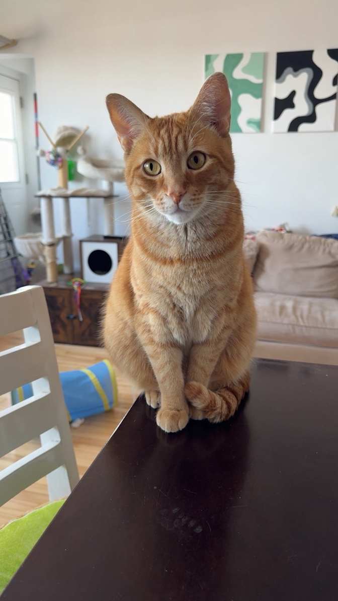 Melina Dallot's room