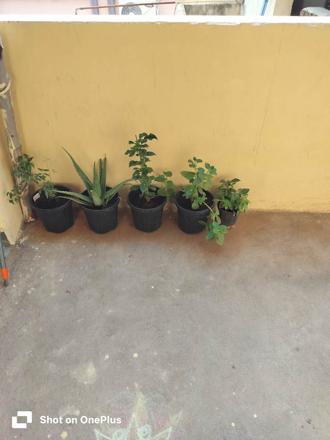 Anu's room