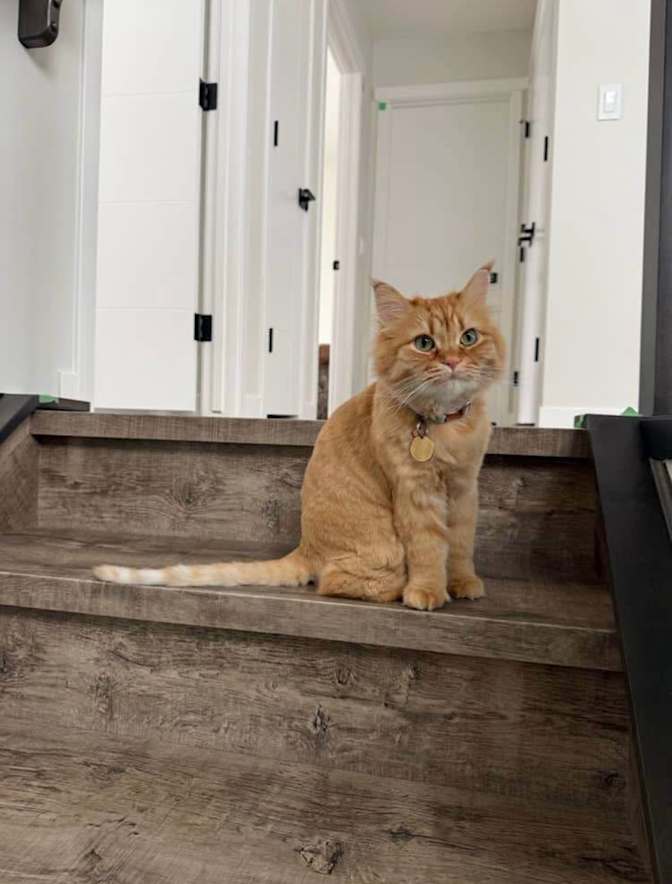 ANDREA CASTAÑEDA PEREZ's room