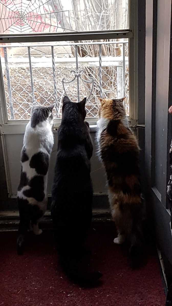 Ryschell Dragunov's room