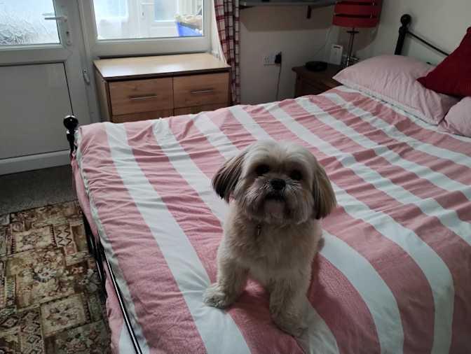 David's room
