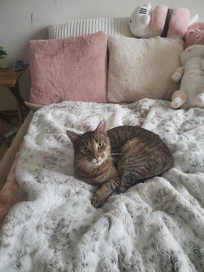Cassie's room