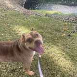 Cece
