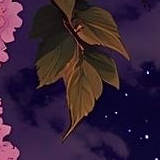 Haneen
