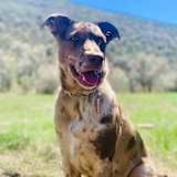 Jessie