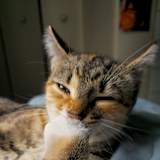 Lani