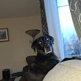 Dan