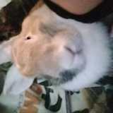 Kisstin