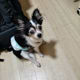 Ming