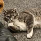 Mishal