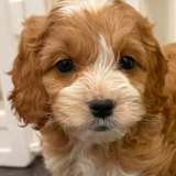 coco