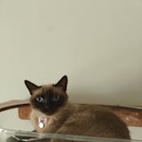 Sam