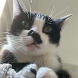 Mellow thomas