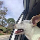 Zoey