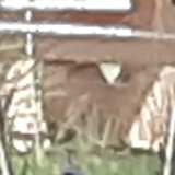 Sher