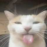 Ava
