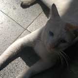 Suraj