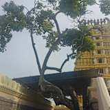 Shreyas