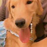 Phoebe