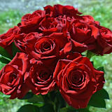 Blessing obah