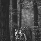 Sanand K