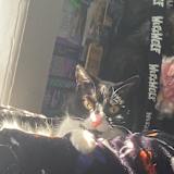 Damian