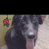 Aayush