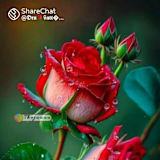 Sonu