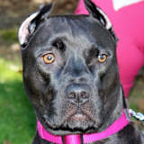Jatinder Aujla