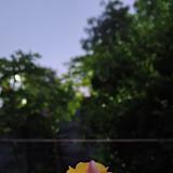 Sayrin lepcha