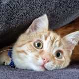 Hanna