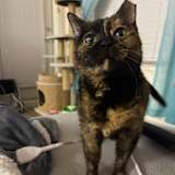 Rosie